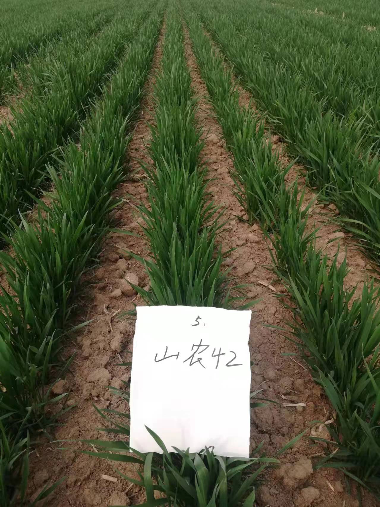 小麦品种, b>育种者: /b> a target="_blank" href="/item/山东农业