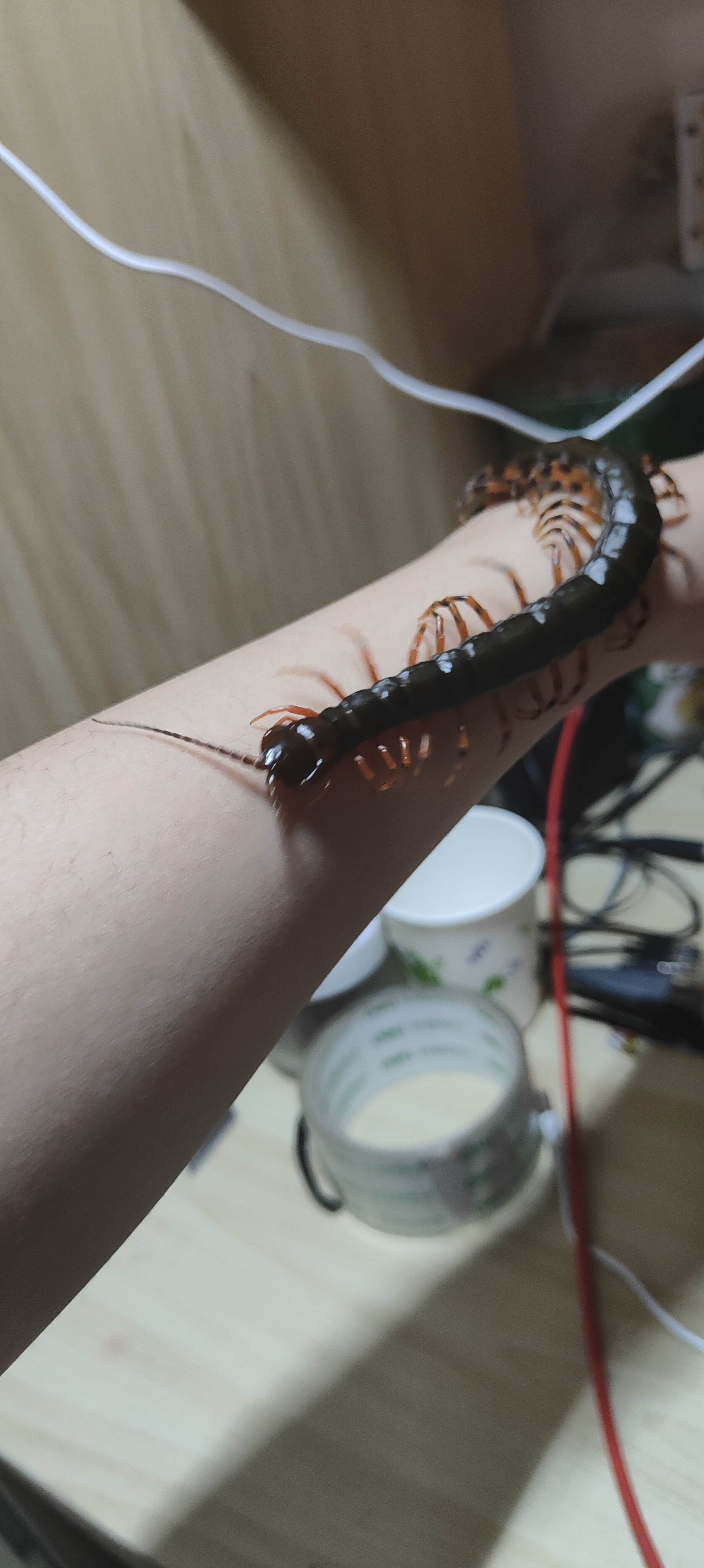 海南间脚蜈蚣