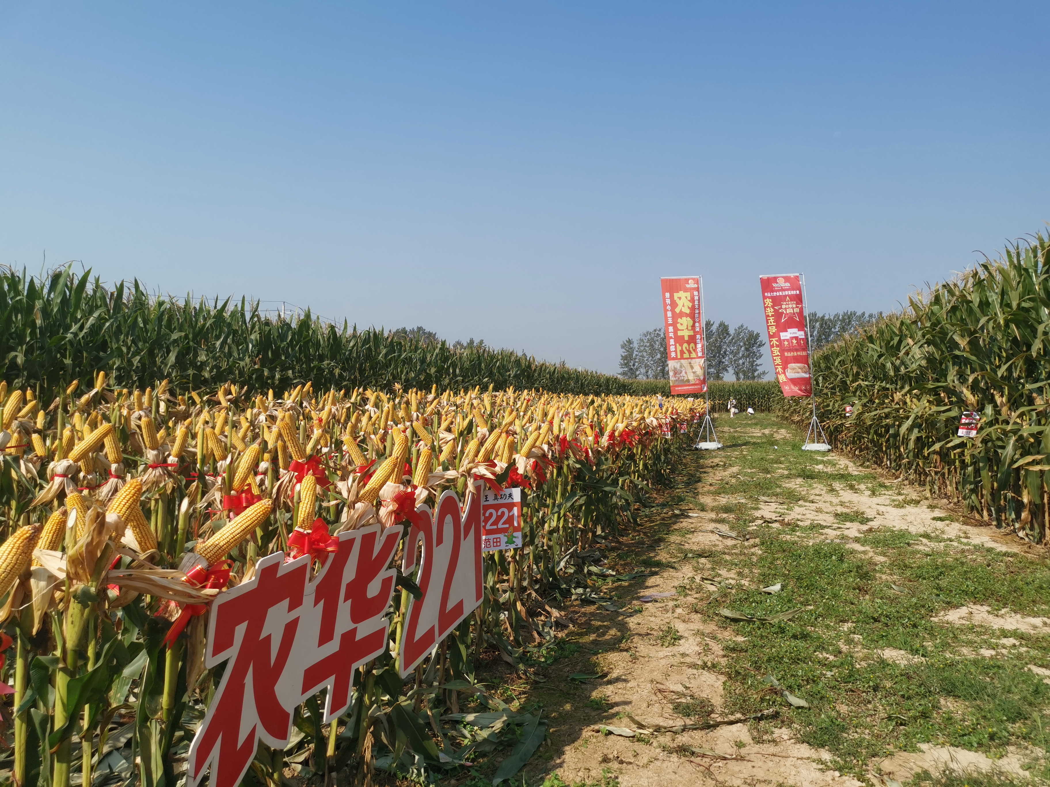 data-id="afiqszu">农华221是 a target="_blank" href="/item/玉米