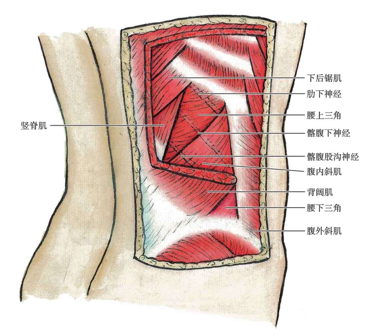 腰下三角