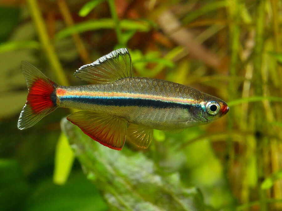 tanichthys albonubes