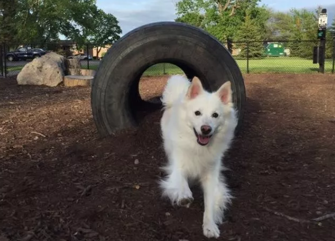 关于爱斯基摩犬的趣事你都知道吗 百科ta说