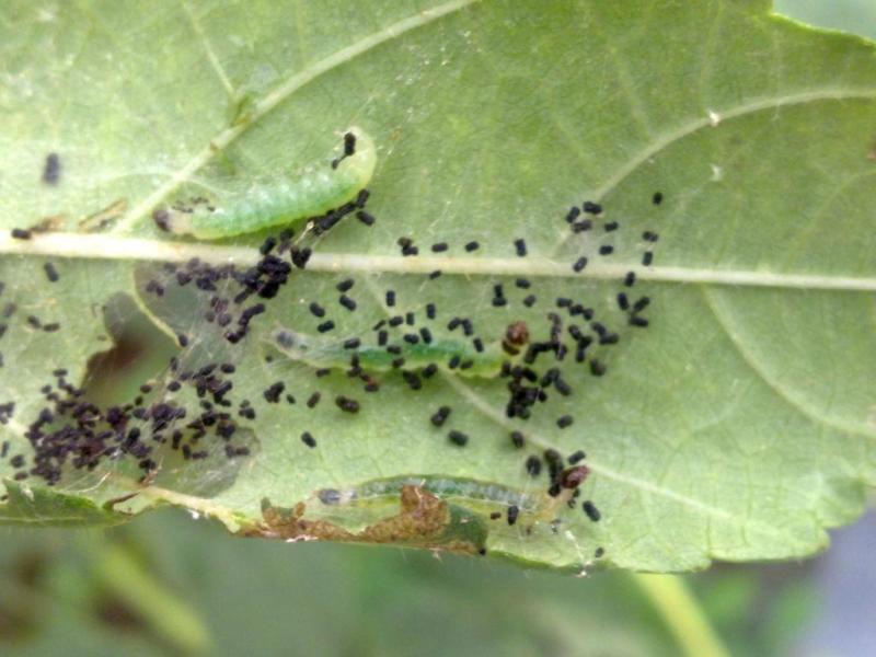 棉卷叶螟绒茧蜂