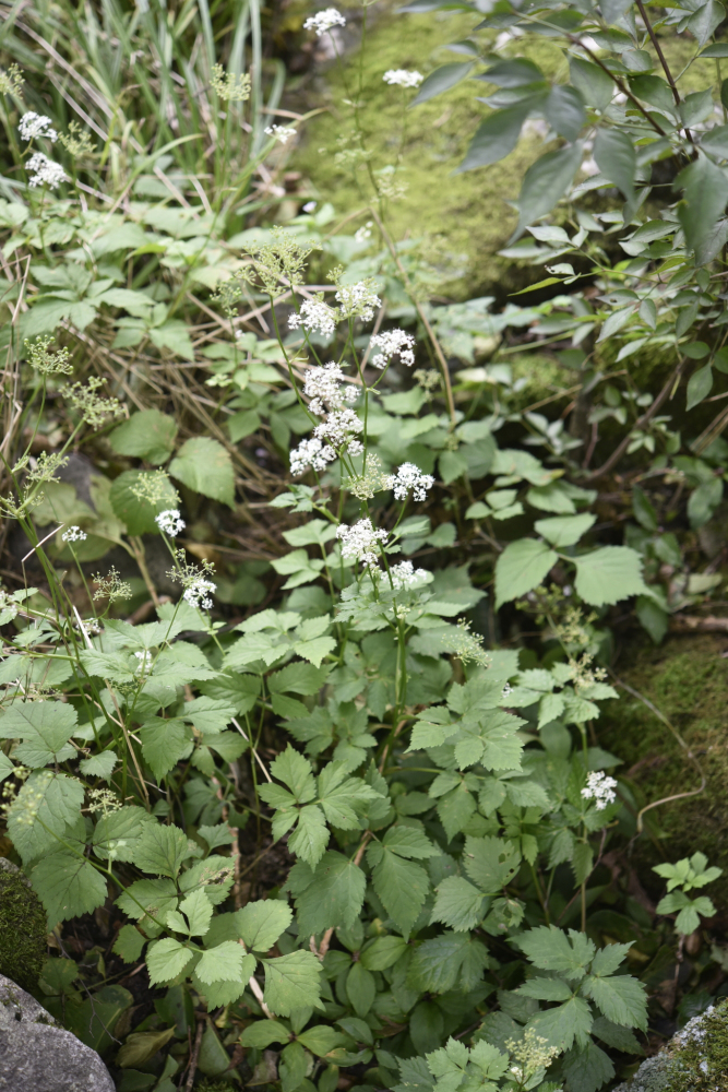 短果大叶芹_百度百科