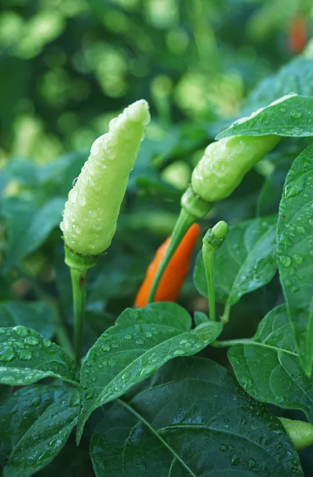 指天椒（辣椒目茄科植物）_百度百科