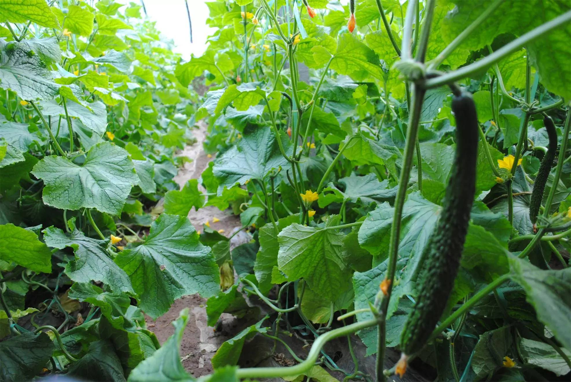 利辛县城北镇绿色果蔬产业园