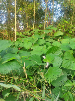 苎麻（荨麻科苎麻属植物）_百度百科