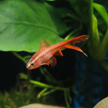 樱桃灯鱼