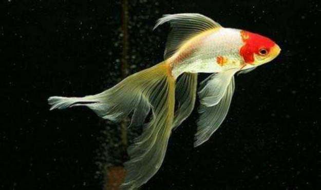 草金鱼 从鲫鱼到金鱼的中间阶段 百科ta说