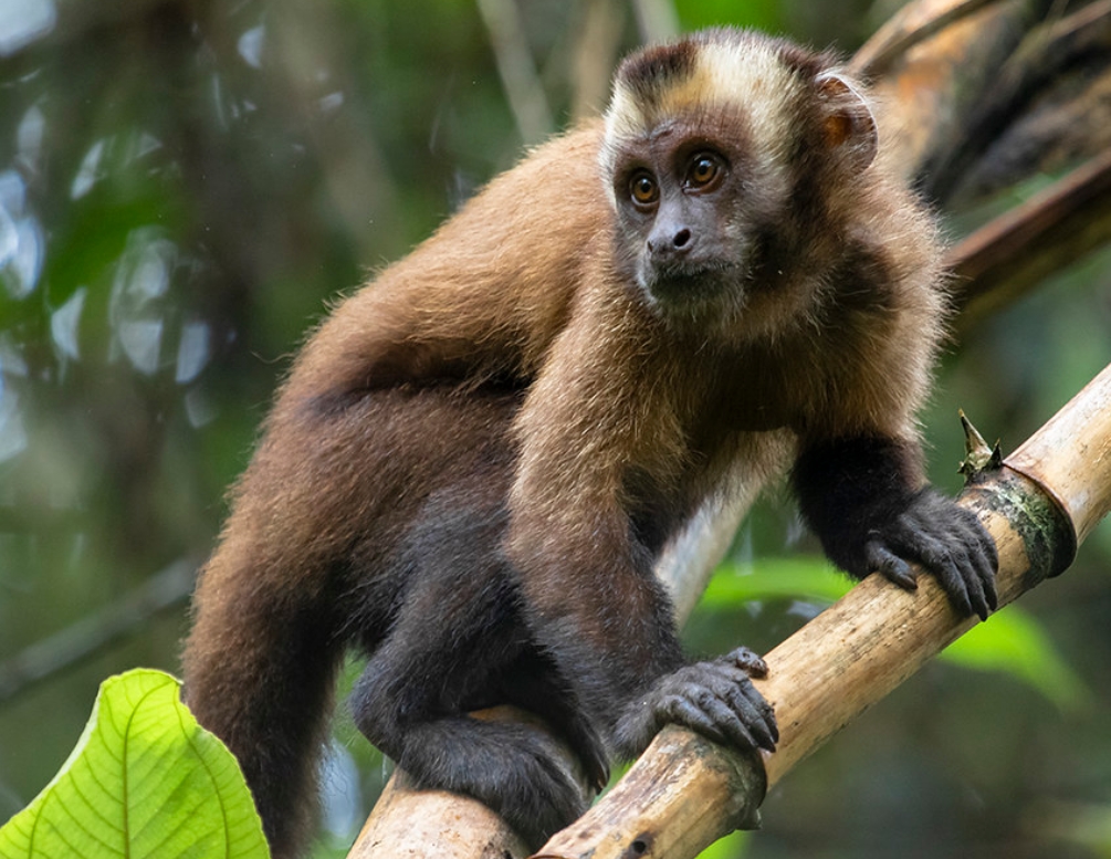  p>黑帽悬猴(学名: i>sapajus apella /i>):是卷尾猴科,悬猴属的动物.