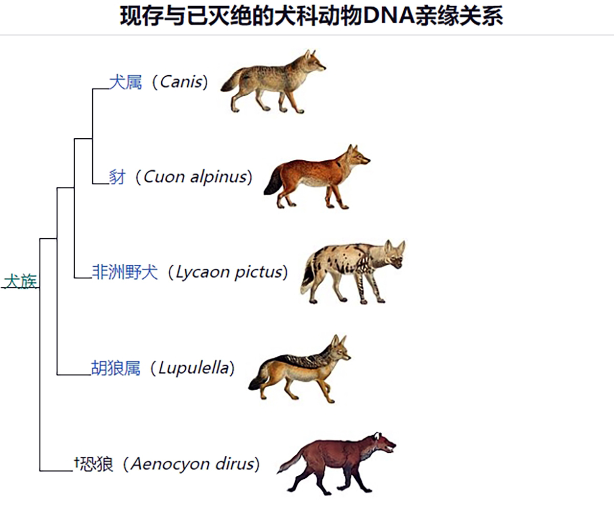 恐狼_百度百科