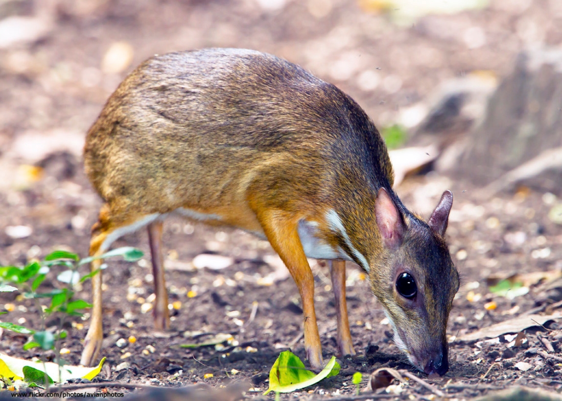  p>大鼷鹿(学名: i>tragulus napu /i>):属于哺乳纲,偶蹄目,鼷鹿科.