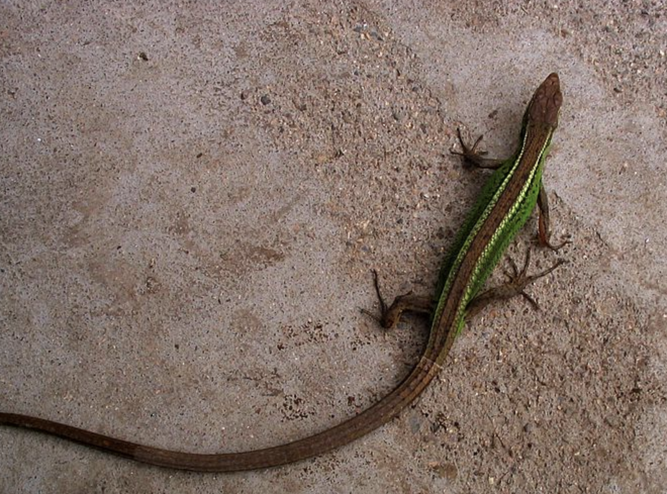  p>北草蜥(学名: i>takydromus septentrionalis /i>)是蜥蜴科,草蜥属