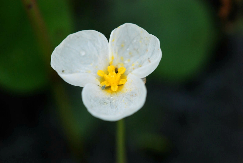  p>水鳖(学名: i>hydrocharis dubia /i> (bl.