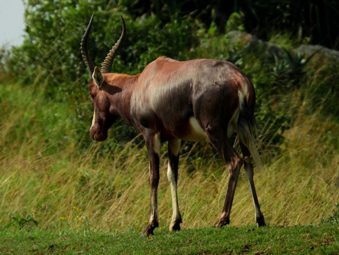  p>白纹牛羚(学名: i>damaliscus pygargus /i>):哺乳纲,牛科,转角