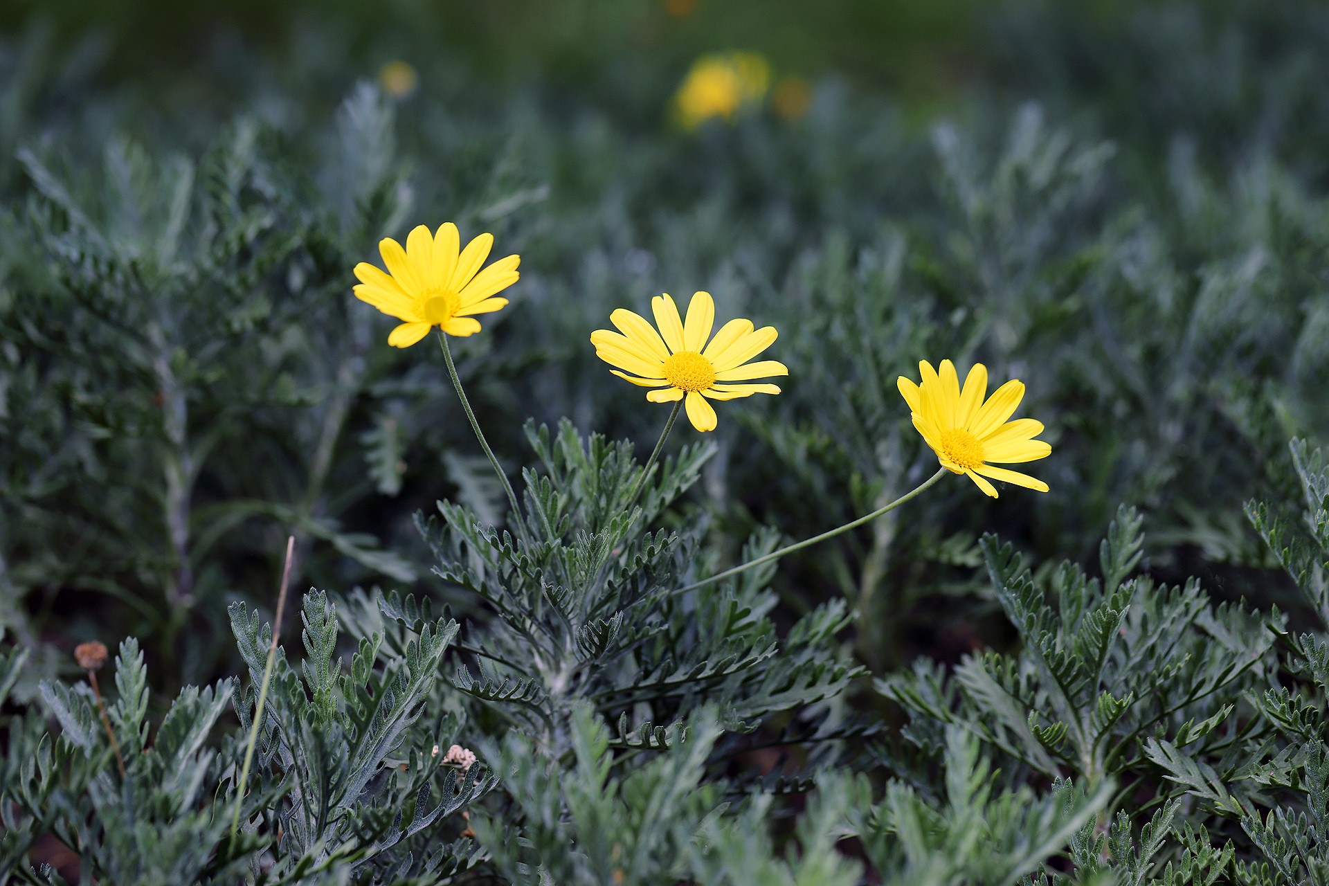 是 a target="_blank" href="/item/菊科/2659935" data-lemmaid="