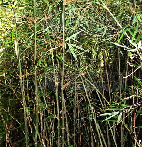  p>红壳箭竹(学名: i>fargesia porphyrea /i>)为禾本科 a target="