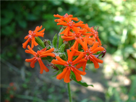 科/1168318" data-lemmaid="1168318">石竹科 /a>,剪秋罗属多年生 a