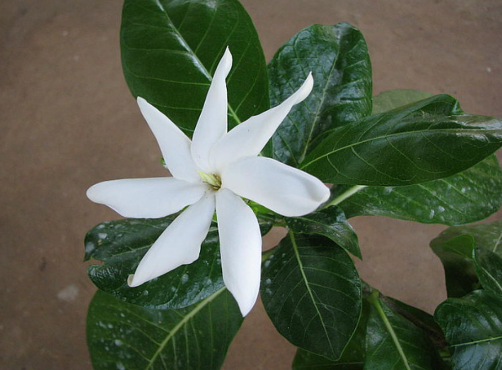  p>塔希提岛栀子(学名: i>gardenia /i>  i>taitensis /i> dc.