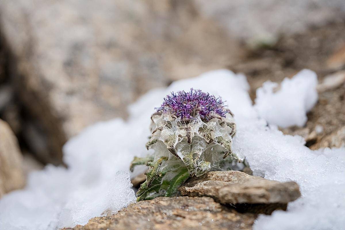 水母雪兔子