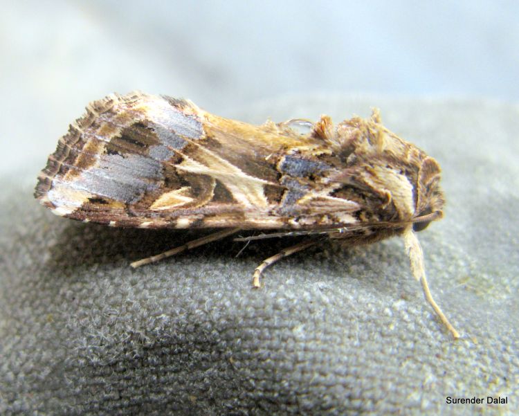  p>斜纹夜蛾(学名: i>spodoptera litura /i> fabricius)属 a href="