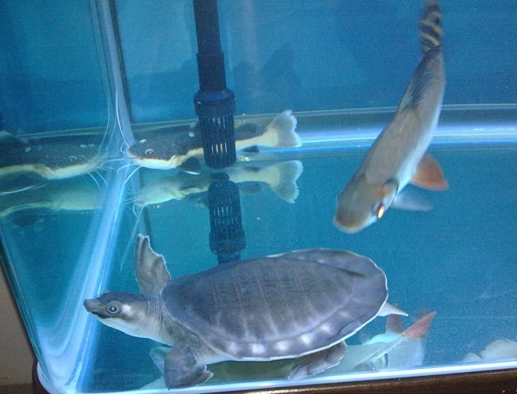 carettochelys insculpta