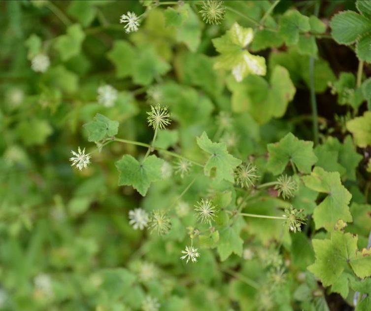  p>中华天胡荽(学名: i>hydrocotyle chinensis /i>  (dunn) craib)