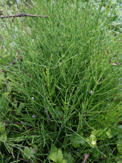 问荆（木贼科木贼属植物）_百度百科