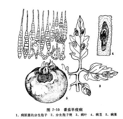 轮纹病
