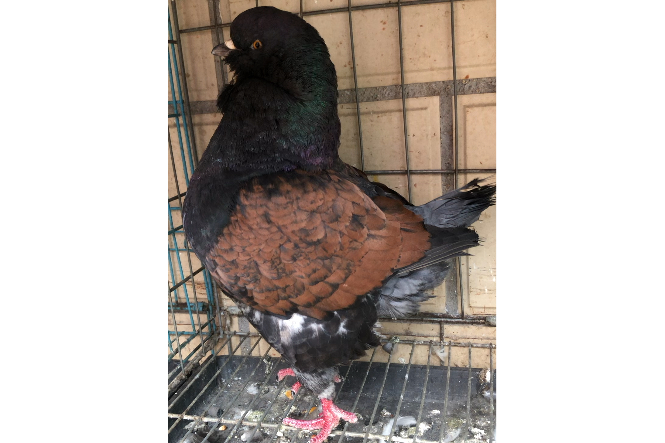  p>此种是在紫点子鸽毛色的基础上,增加了膀上的紫色大条,七根以上为