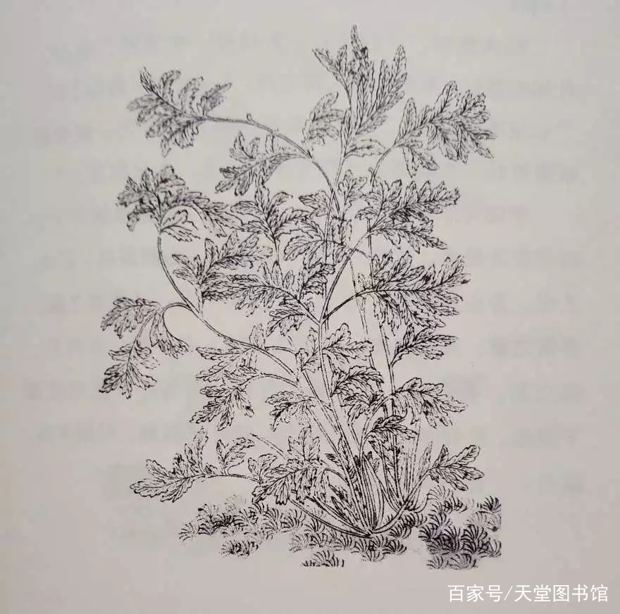 《离骚》香草图集之一：扈江离与辟芷兮_百科TA说
