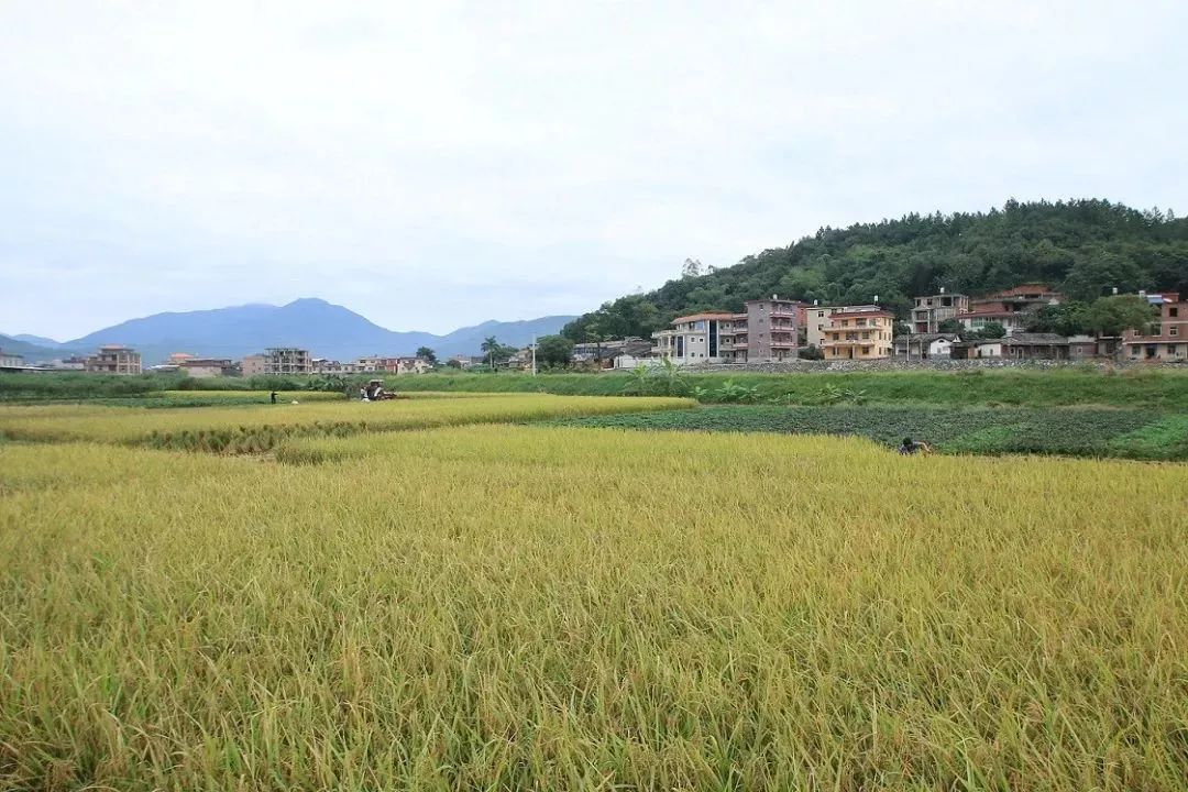 鹏峰村