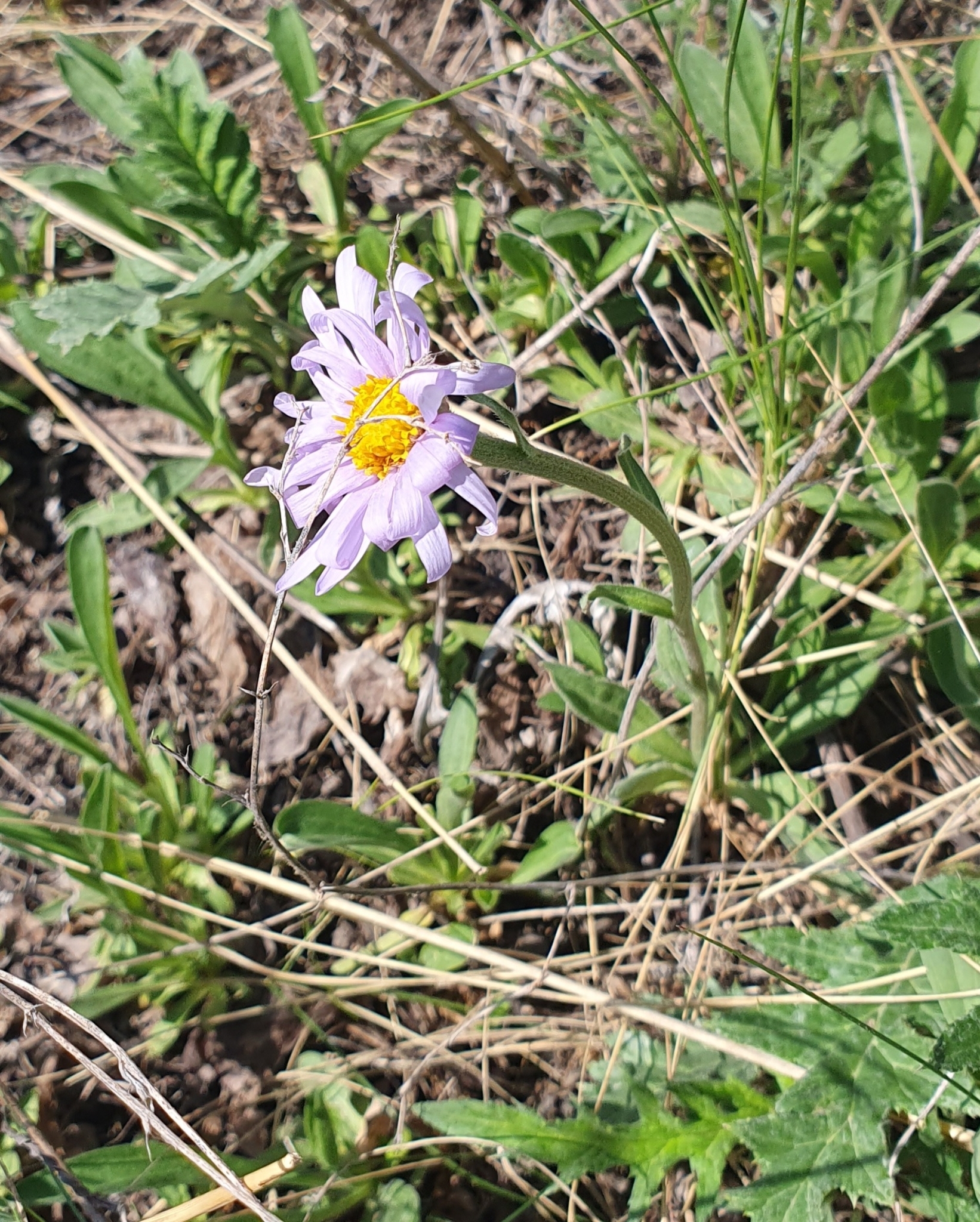 高山紫菀