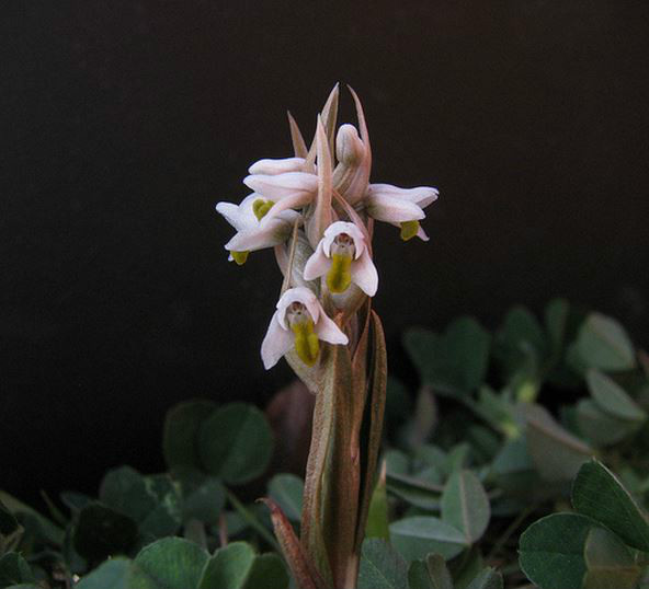  p>线柱兰(学名: i>zeuxine strateumatica /i> (l.) schltr.