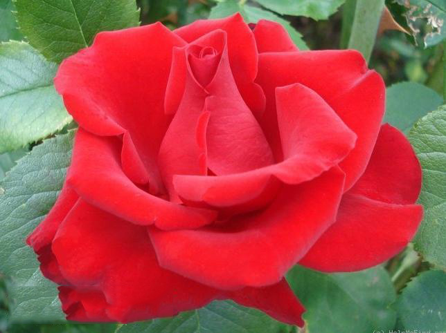  p data-id="gn335hu1ox">第一红蔷薇科,蔷薇属植物. /p>