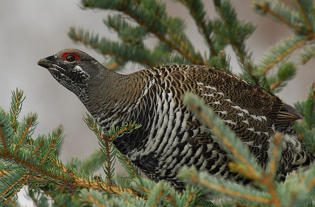  p>枞树鸡(学名: i>dendragapus canadensis /i>)共有6个亚种,又名