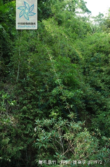 ampelocalamus actinotrichus (merr. et chun) s. l. chen. t. h.