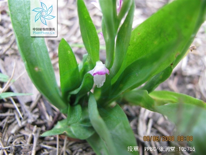  p>绶草(学名: i>spiranthes sinensis /i>  (pers.