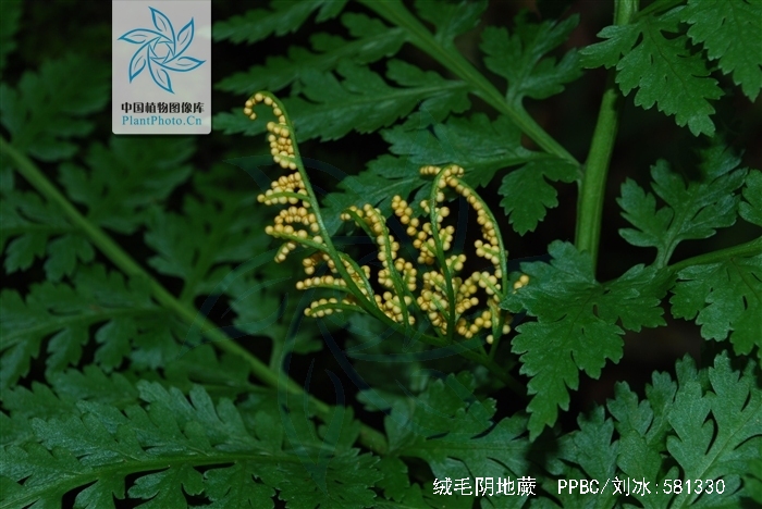 绒毛阴地蕨