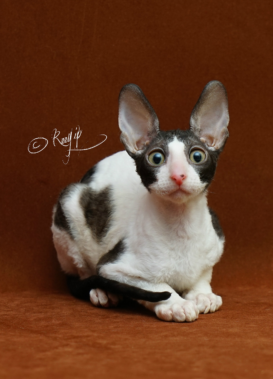  p>柯尼斯卷毛猫(cornish rex),是源出于 a href="#" data-lemmaid="