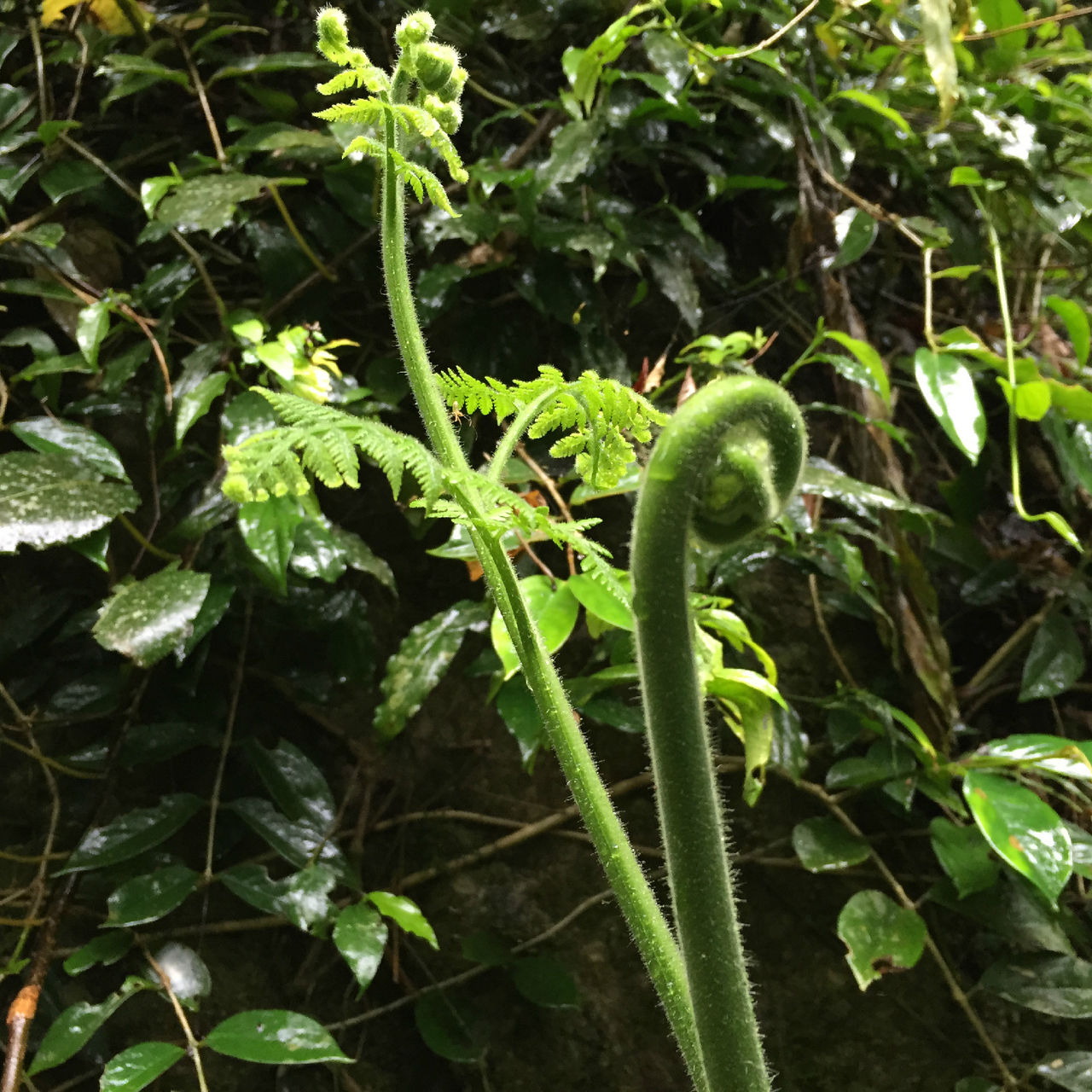 nov.)是姬蕨科姬蕨属植物,植物体高过2米以上.