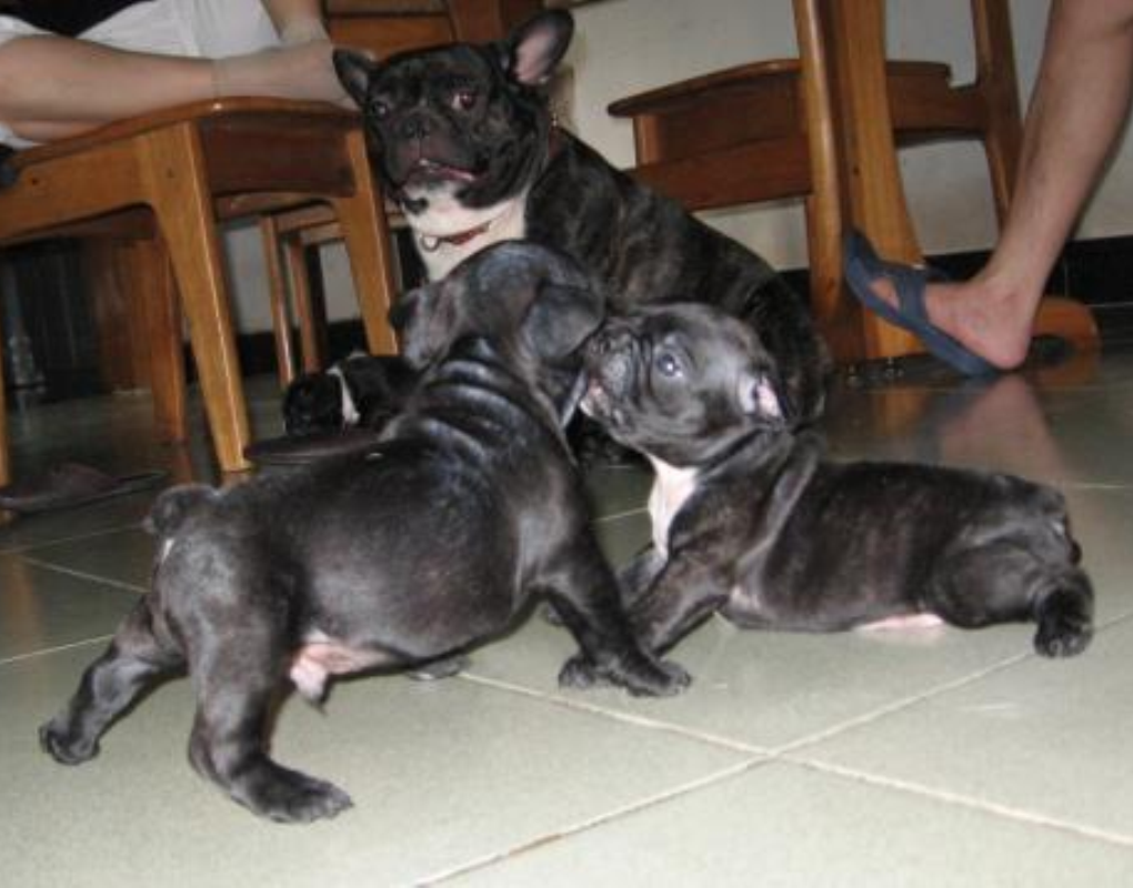 斗牛犬bulldog