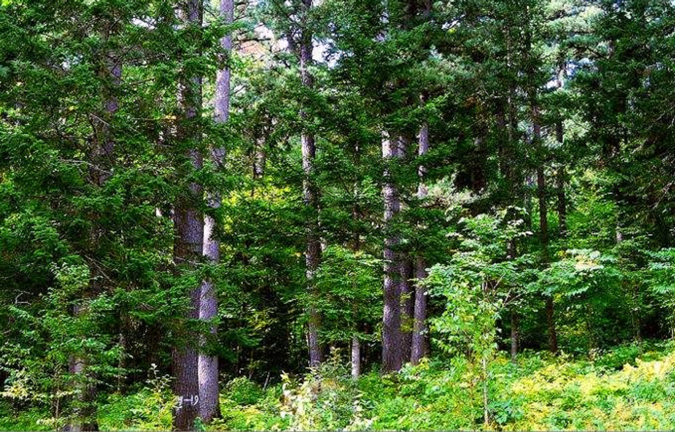  p>针阔叶混合林是寒温带针叶林和夏绿阔叶林间的过渡类型.