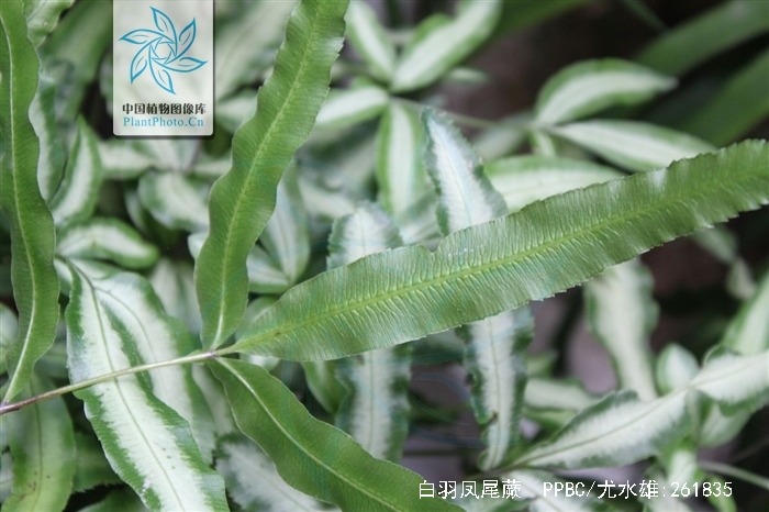 白羽凤尾蕨