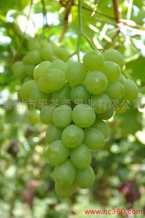 白罗莎里奥葡萄