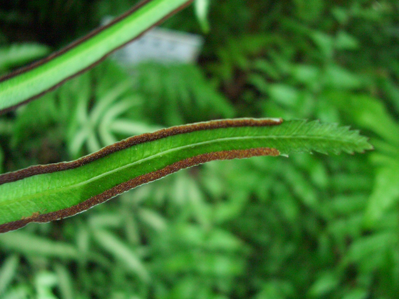 (baozinangqun)在大型叶蕨类(真蕨类)中,孢子囊通常生于孢子叶的背面