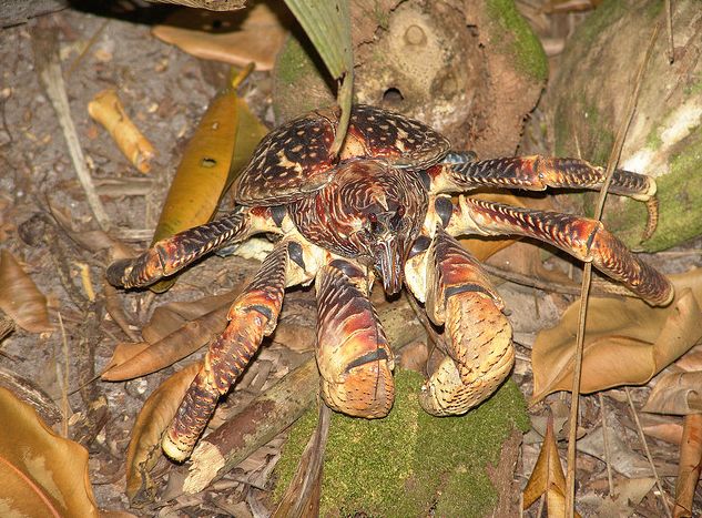 coconut crab