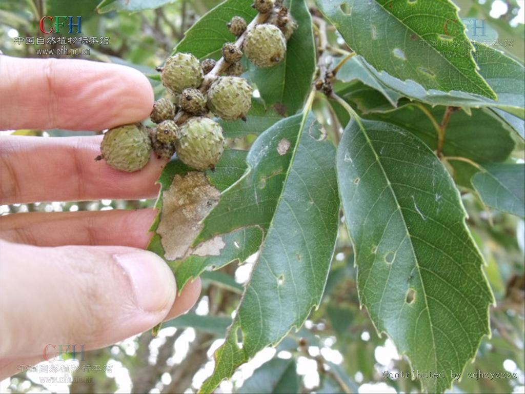 castanopsis sclerophylla (lindl.) schottky