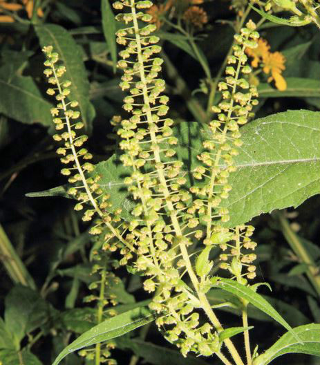  p>三裂叶豚草(学名: i>ambrosia trifida /i>  l.