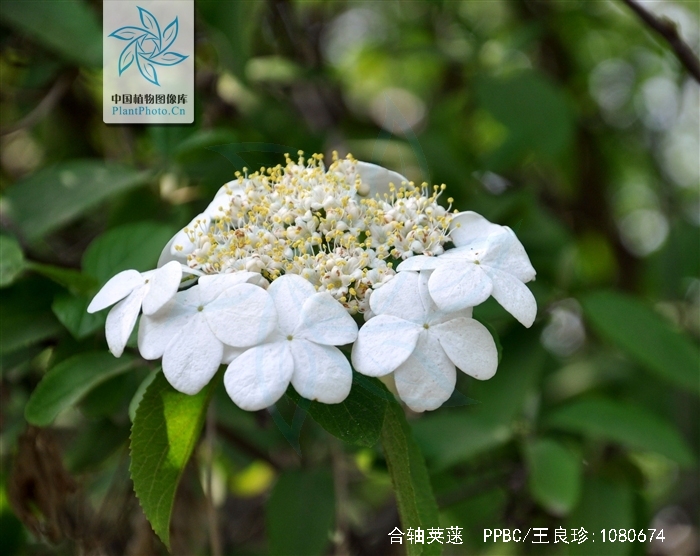  p>合轴荚蒾(学名:viburnum sympodiale graebn.)是忍冬科荚蒾属植物.